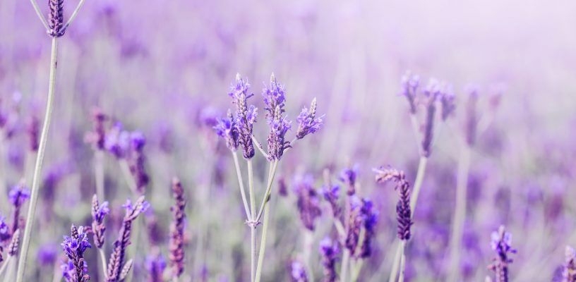 sunset-over-violet-lavender-field-in-provence-hokkaido-scaled-poezcv8fak8t4htppwk8ohpagit4vq5tag9kruj25c.jpeg